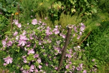 Sléz pižmový, nádherná květová jedlá dekorace (V Klínarce, Třešť)